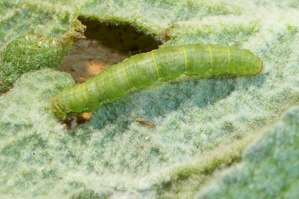 Camptogramma bistrigata